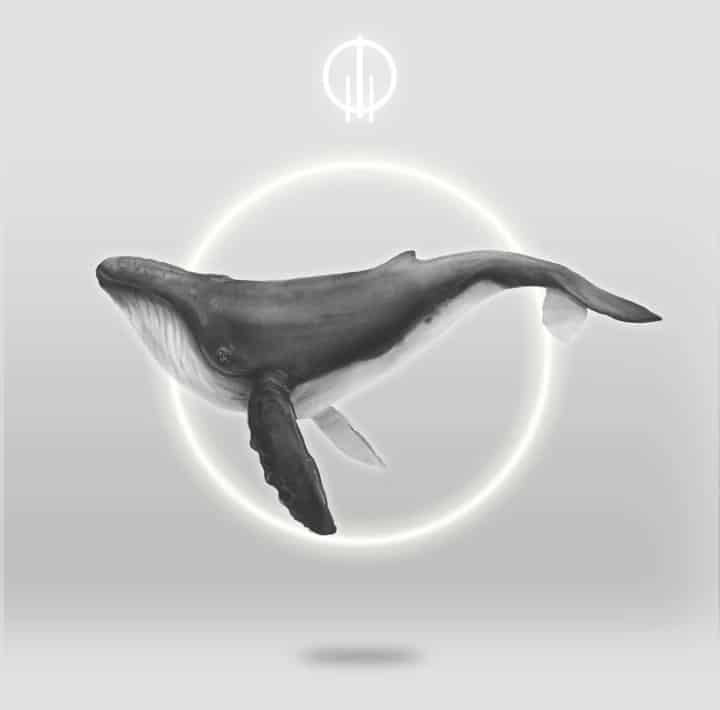 Anillo Ballena Jorobada - miniatura 6