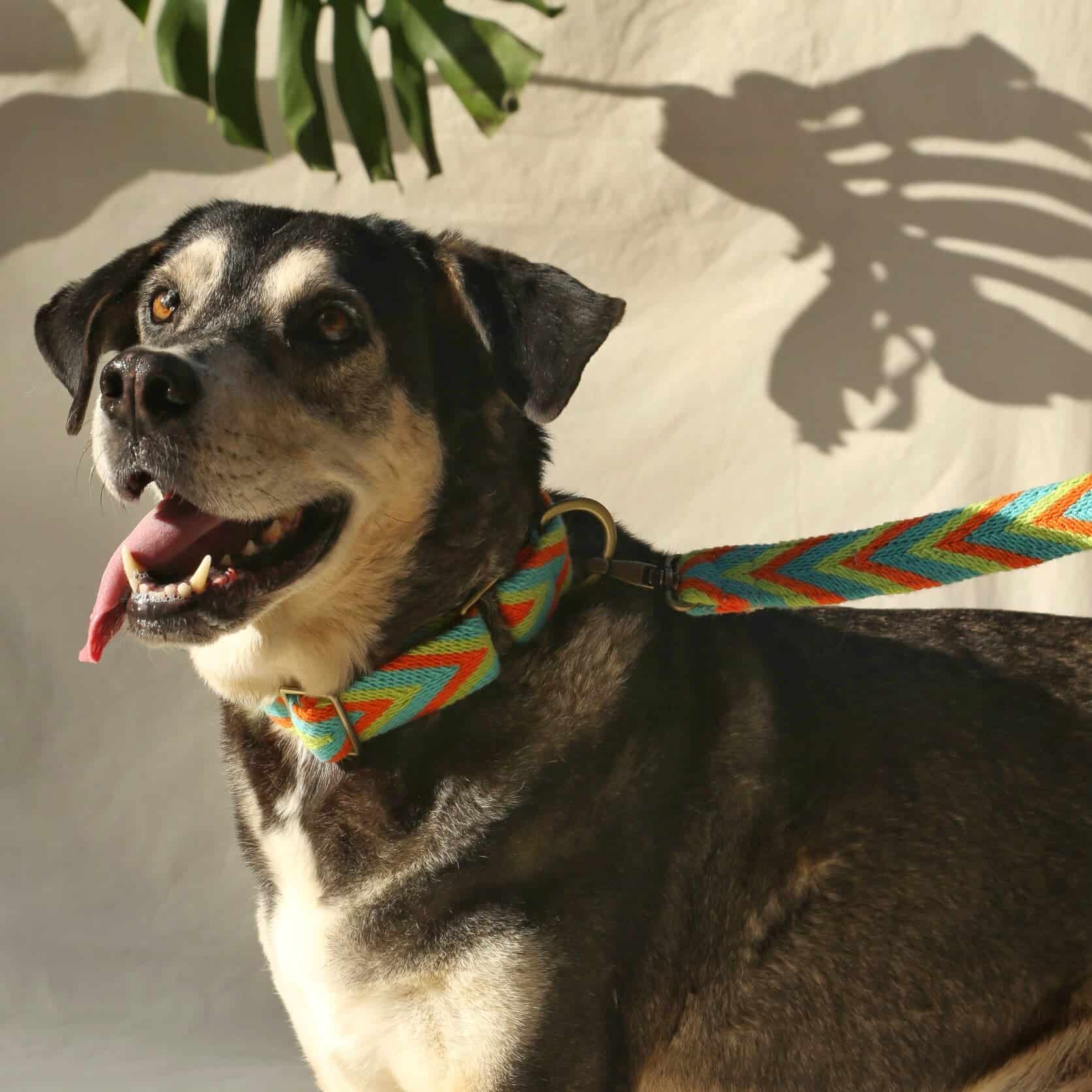 Claro Set - Collar & Leash - miniatura 4