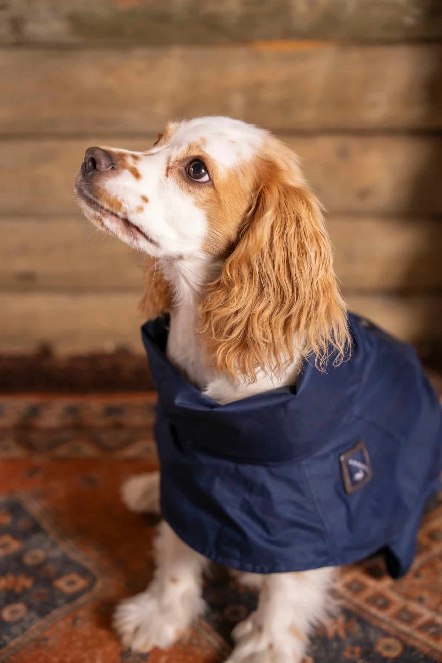 Impermeable Presidential Perro Azul Oscuro - miniatura 2