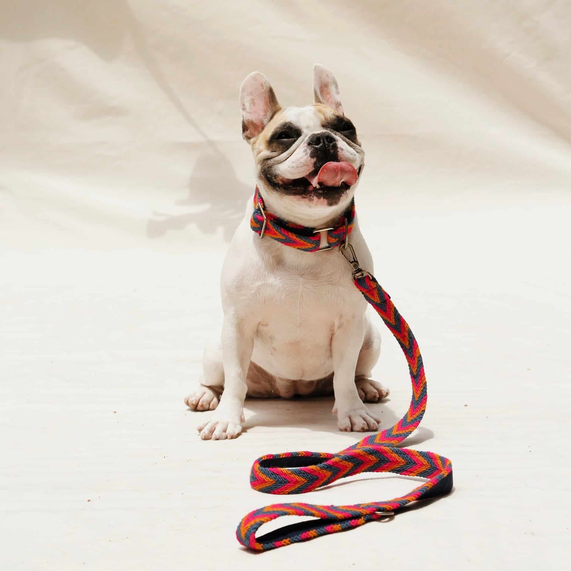 Azul Set - Collar & Leash - miniatura 1