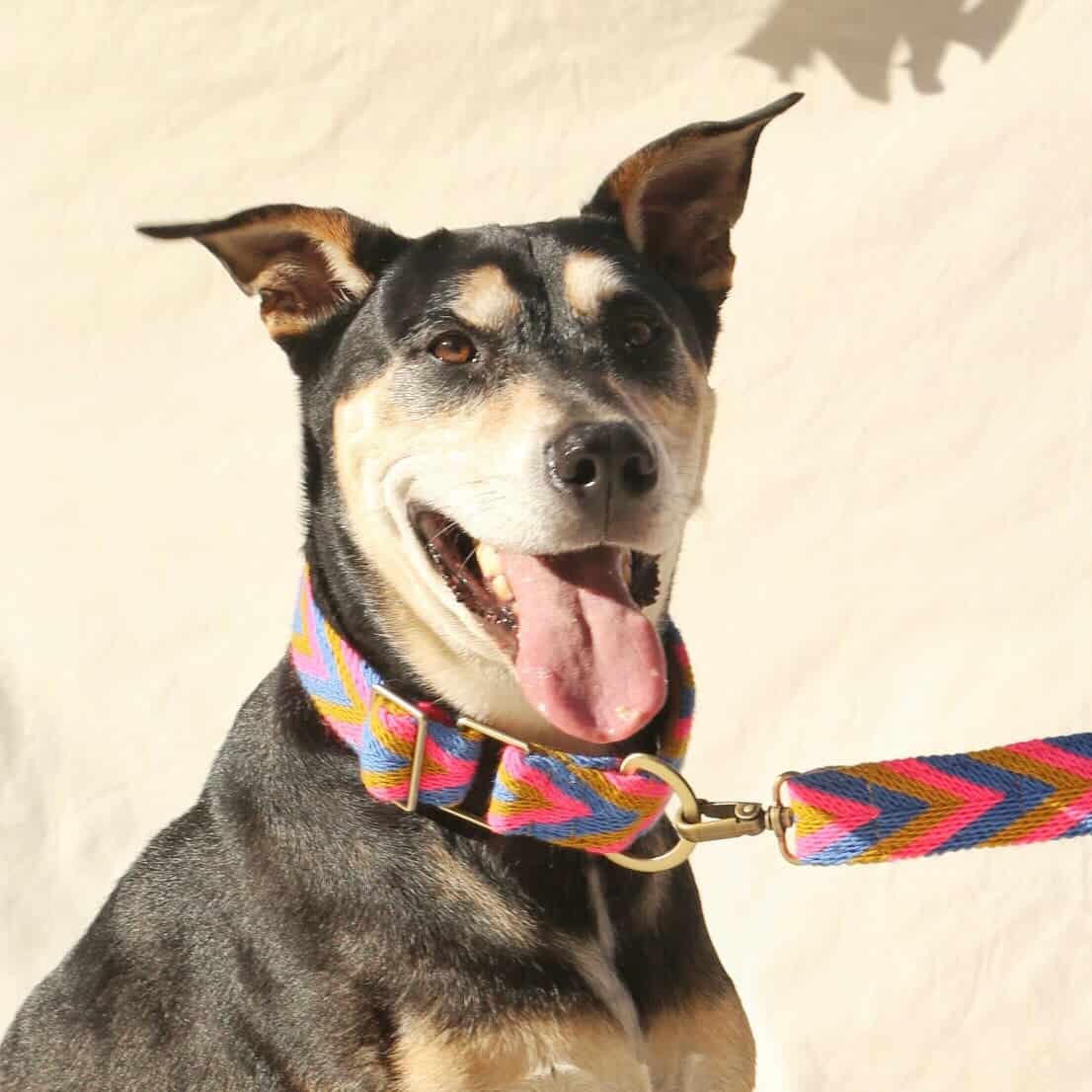 Amarillo Set - Collar & Leash - miniatura 1