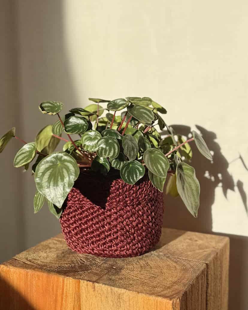 FIQUE MINI BASKET WINE - miniatura 3