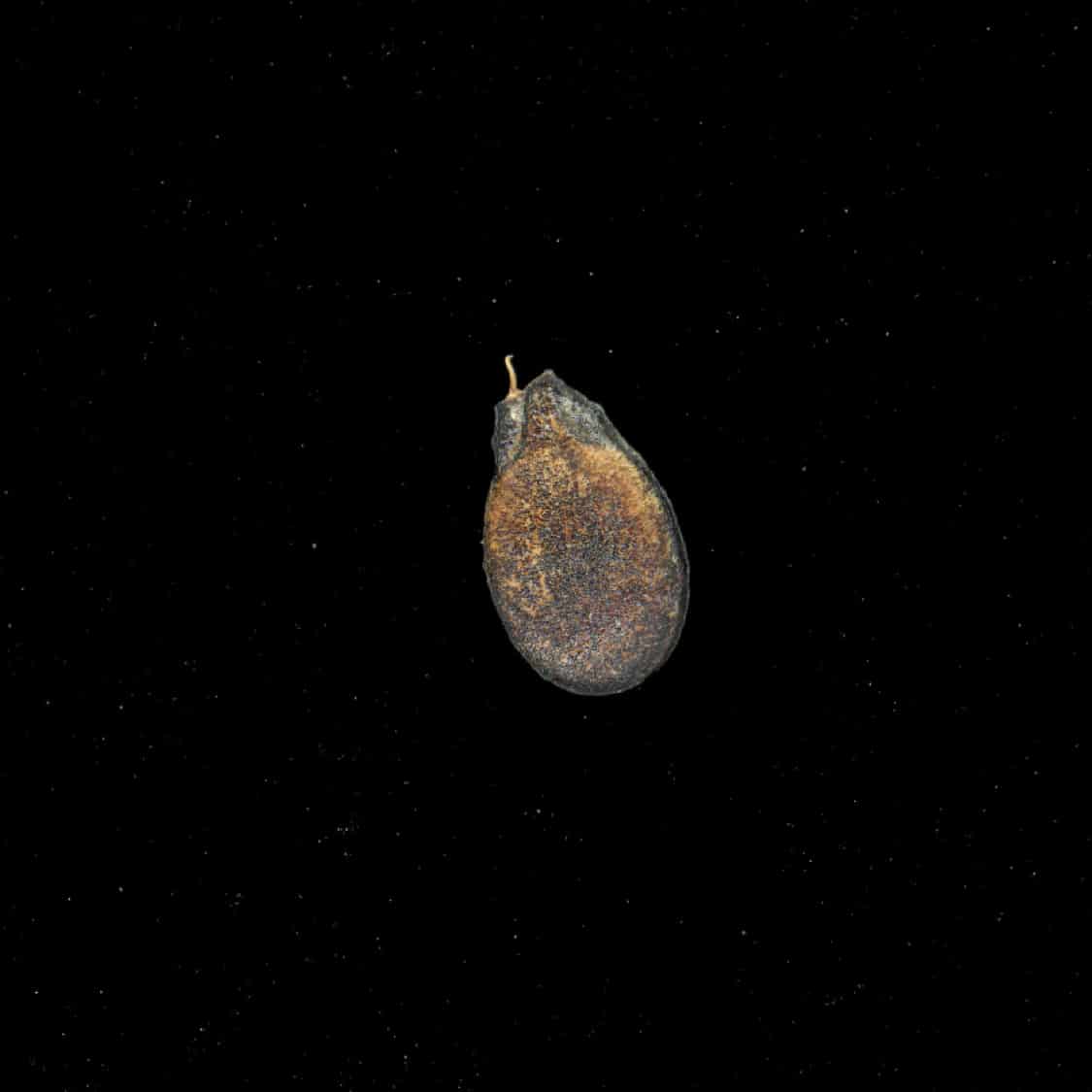 CREOLE WATERMELON SEED - miniatura 2