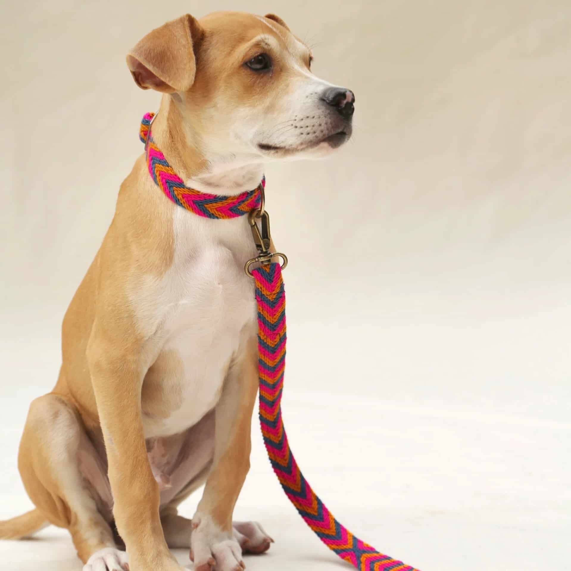 Azul Leash - miniatura 2