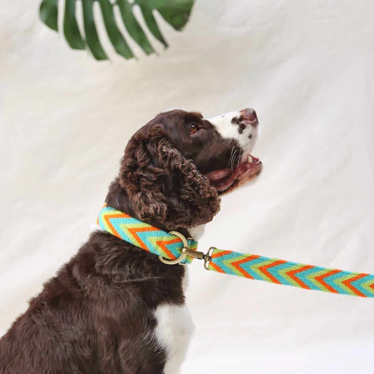Claro Set - Collar & Leash - miniatura 1