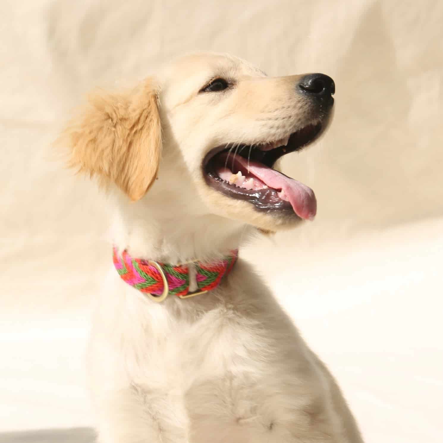 Rojo Collar - miniatura 5