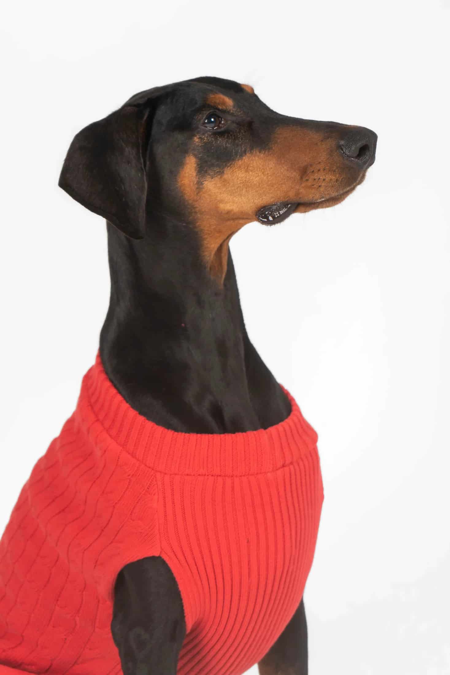 Suéter Perros Rojo - miniatura 16