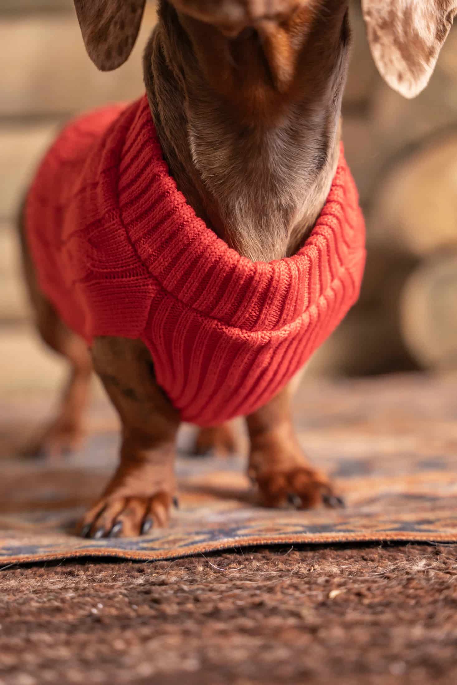 Suéter Perros Rojo - miniatura 5
