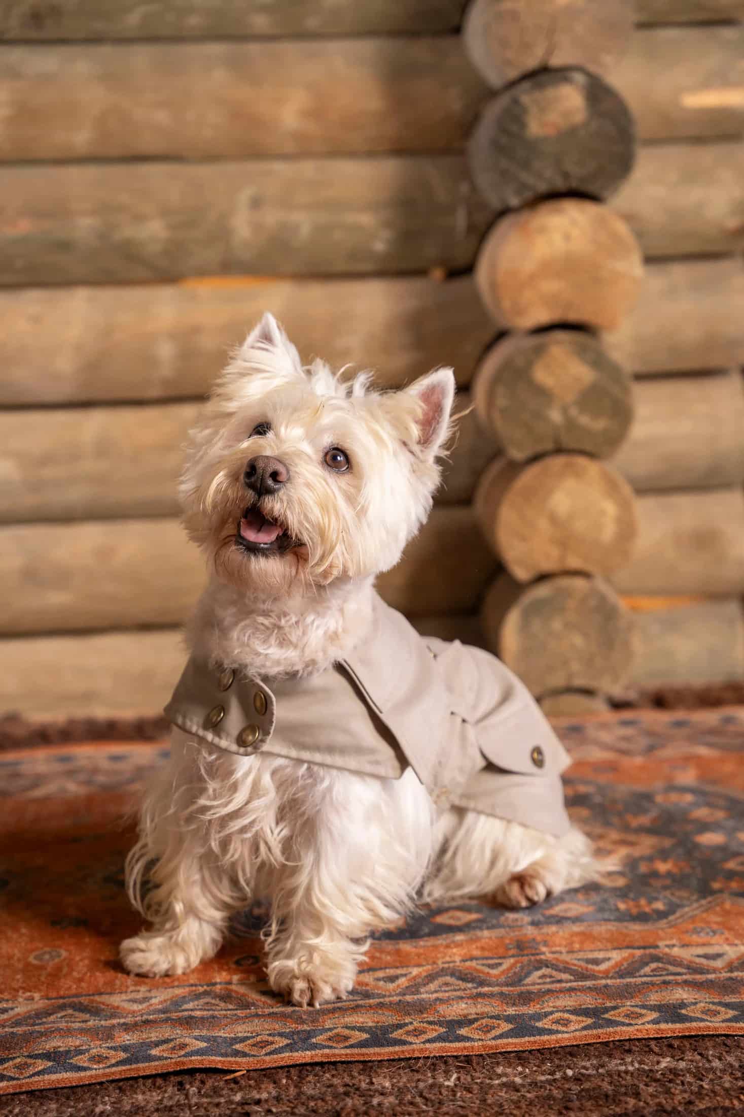 Trench Perro Beige Oscuro - miniatura 1