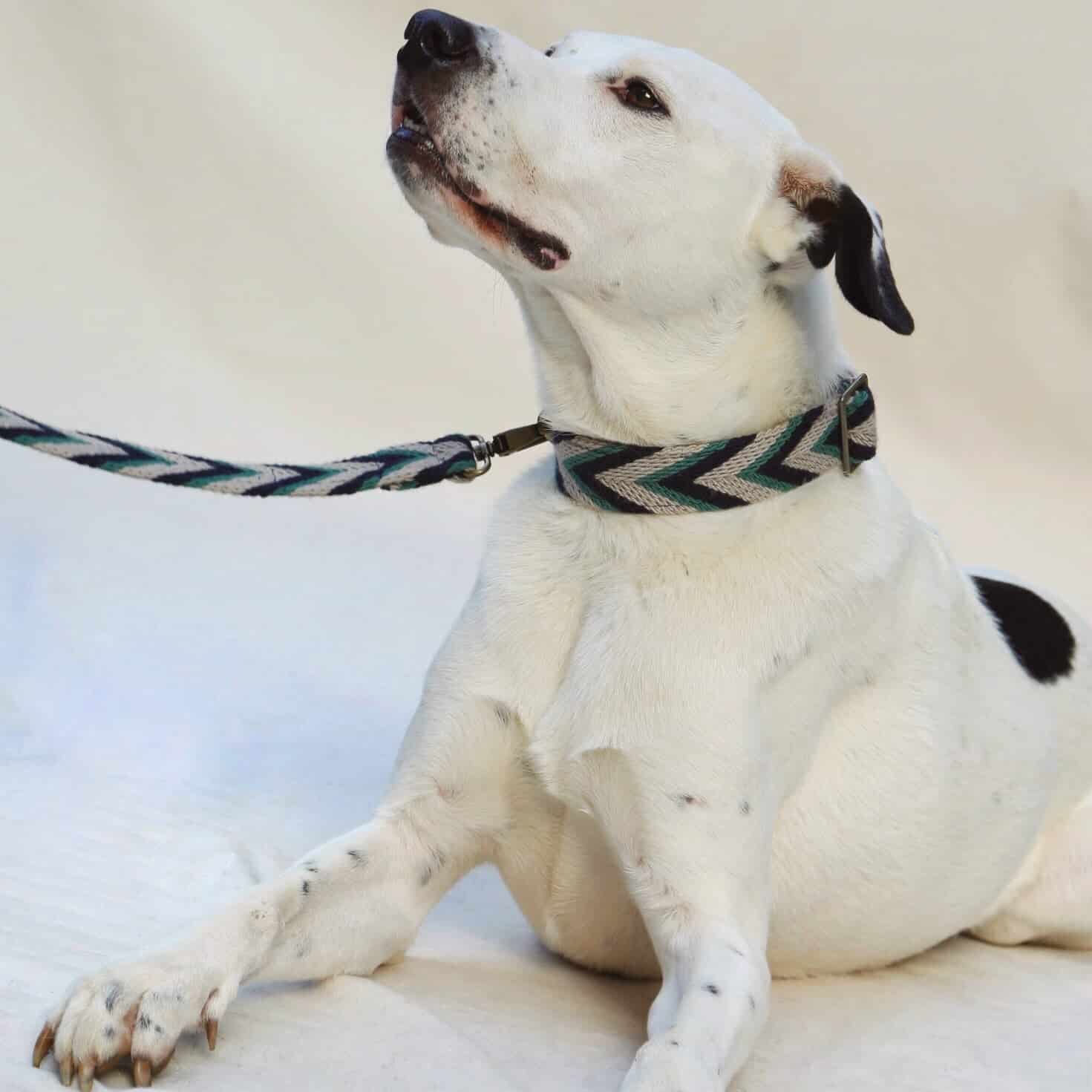Marino Set - Collar & Leash - miniatura 3