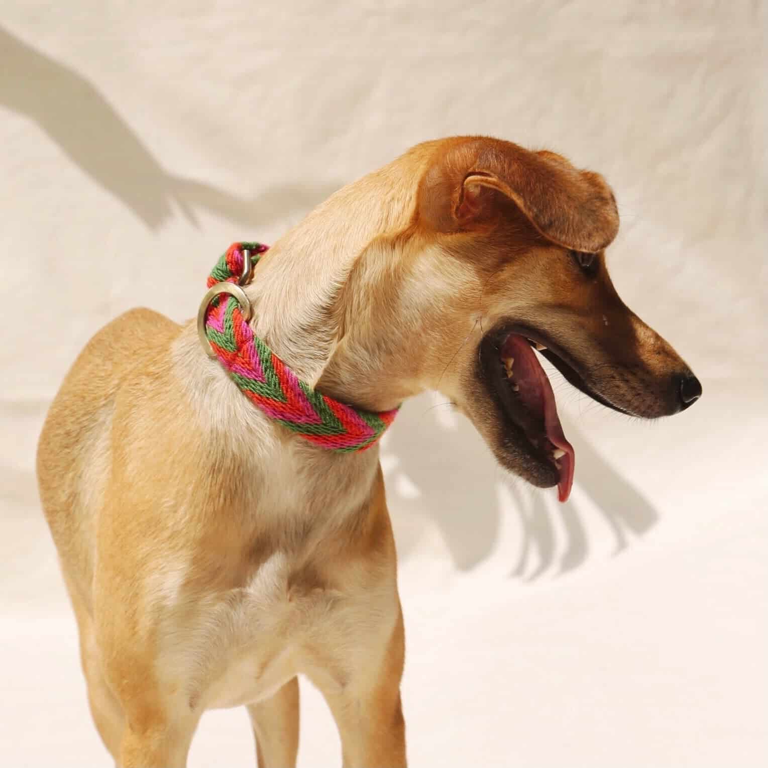 Rojo Collar - miniatura 3