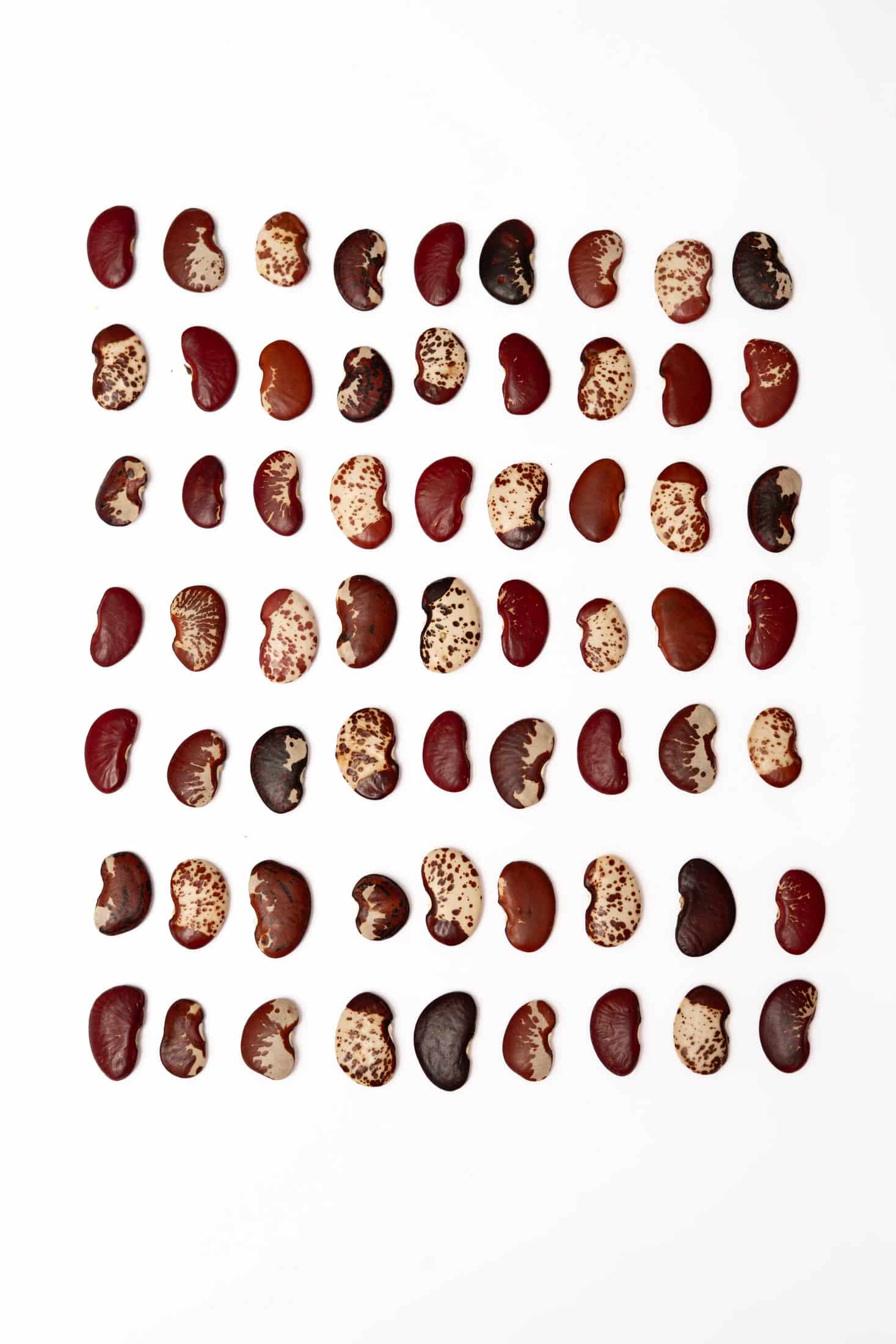Topo Fríjol Rojo - miniatura 3