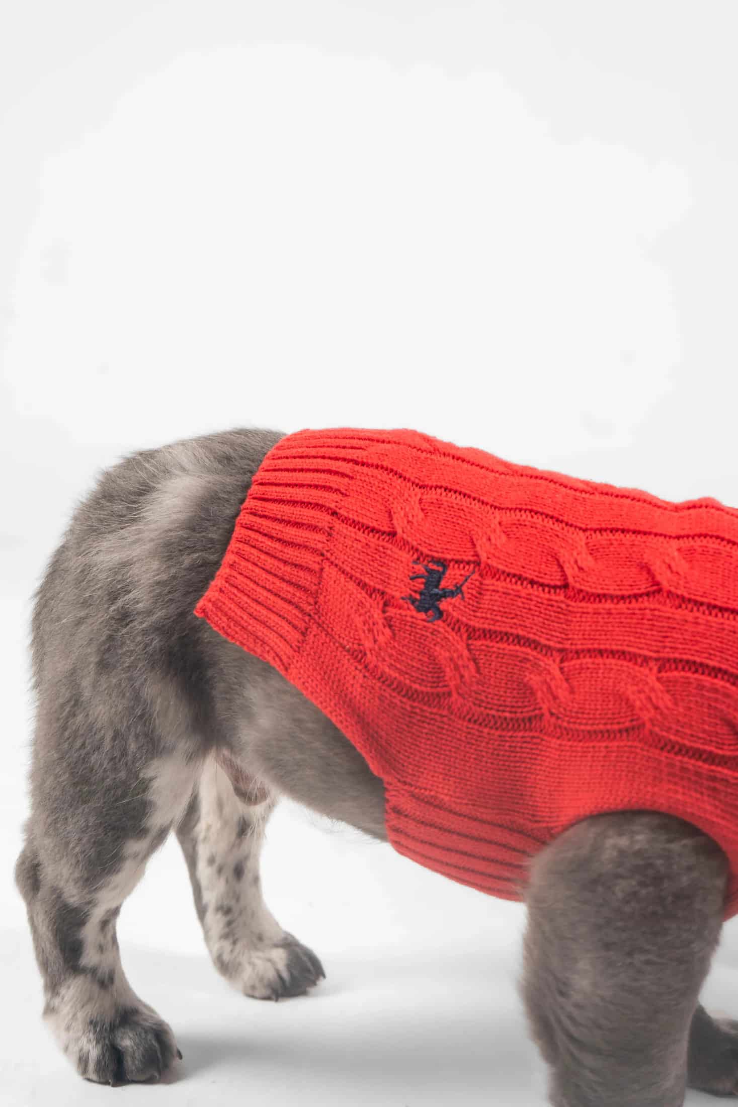 Suéter Perros Rojo - miniatura 17