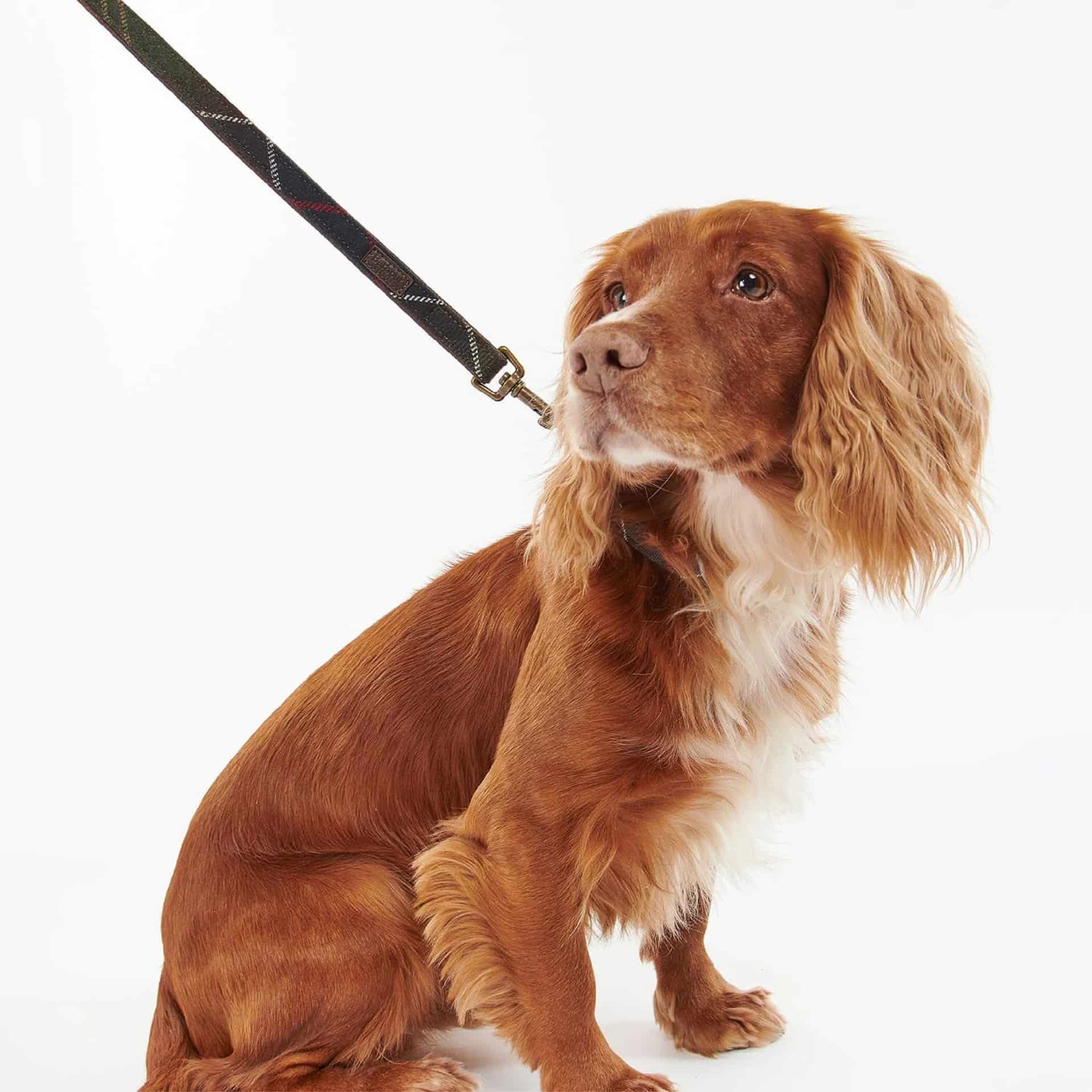 Tartan Dog Lead - miniatura 3