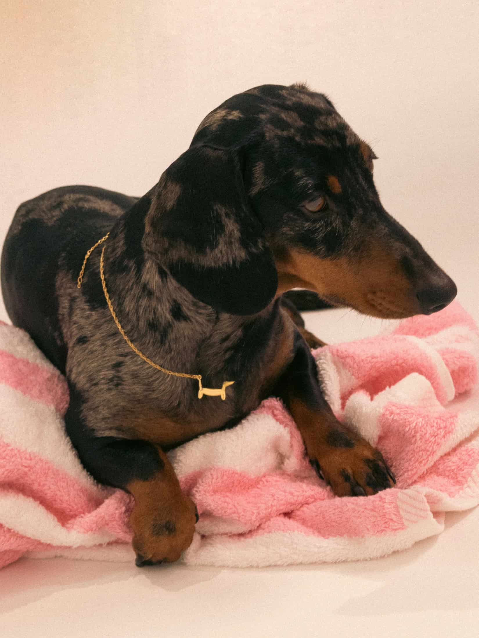 Collar Perro - miniatura 3
