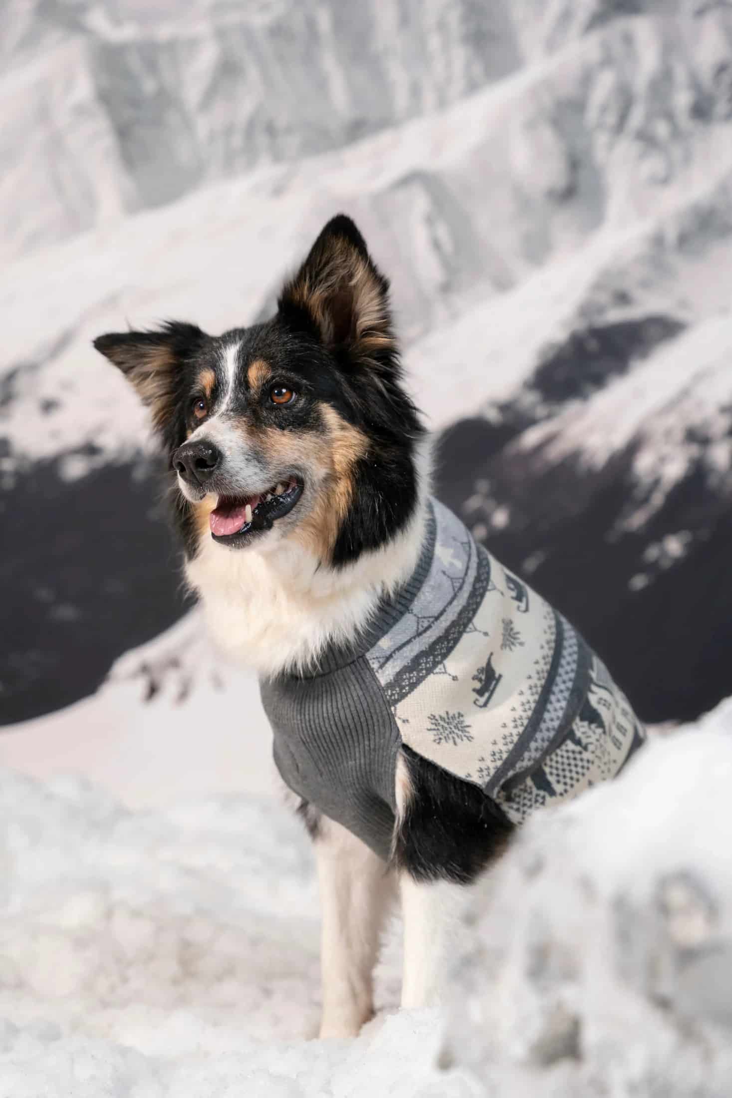 Not So Ugly Sweater Perros Gris - miniatura 4