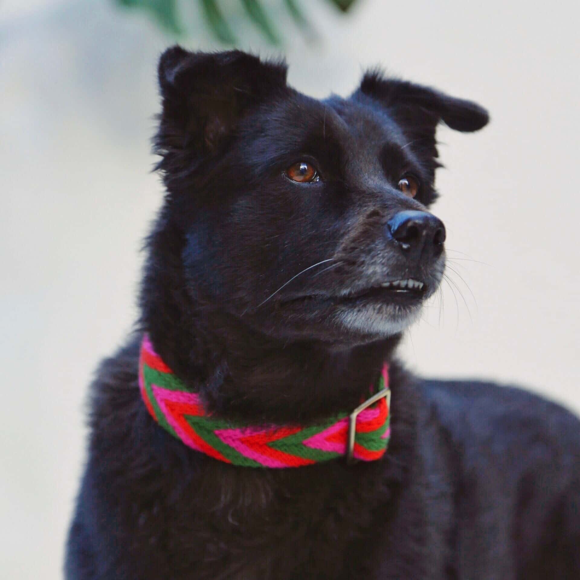 Rojo Collar