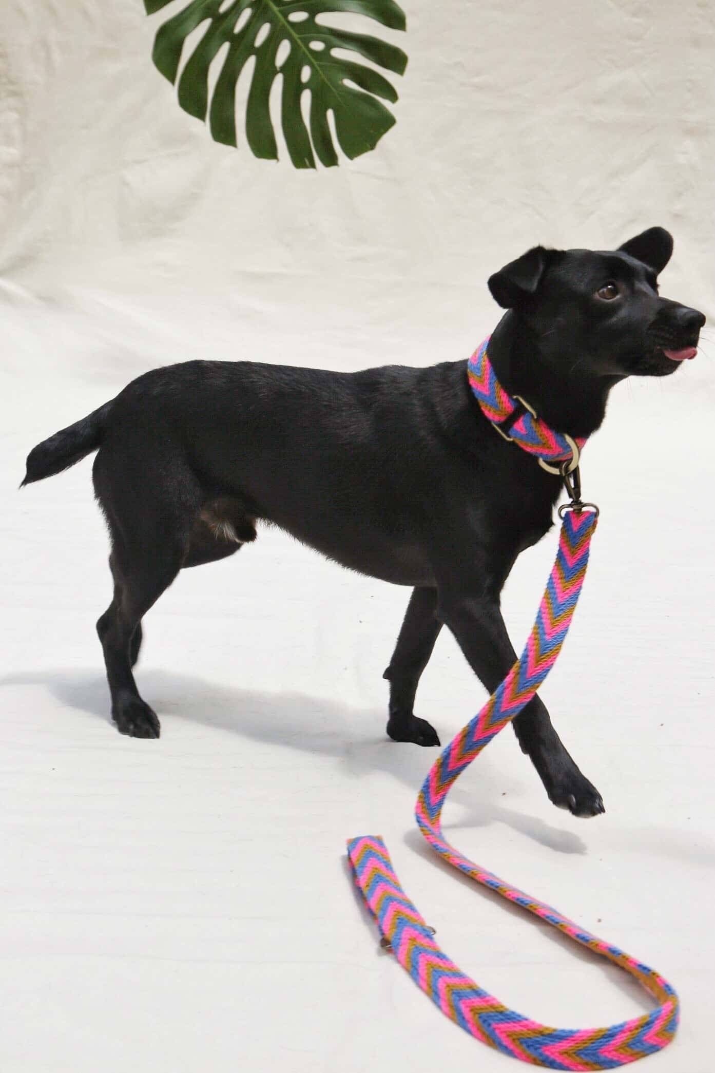 Mostaza Leash
