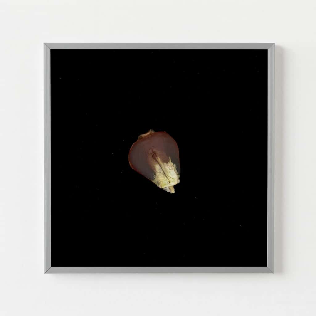 CORN SEED