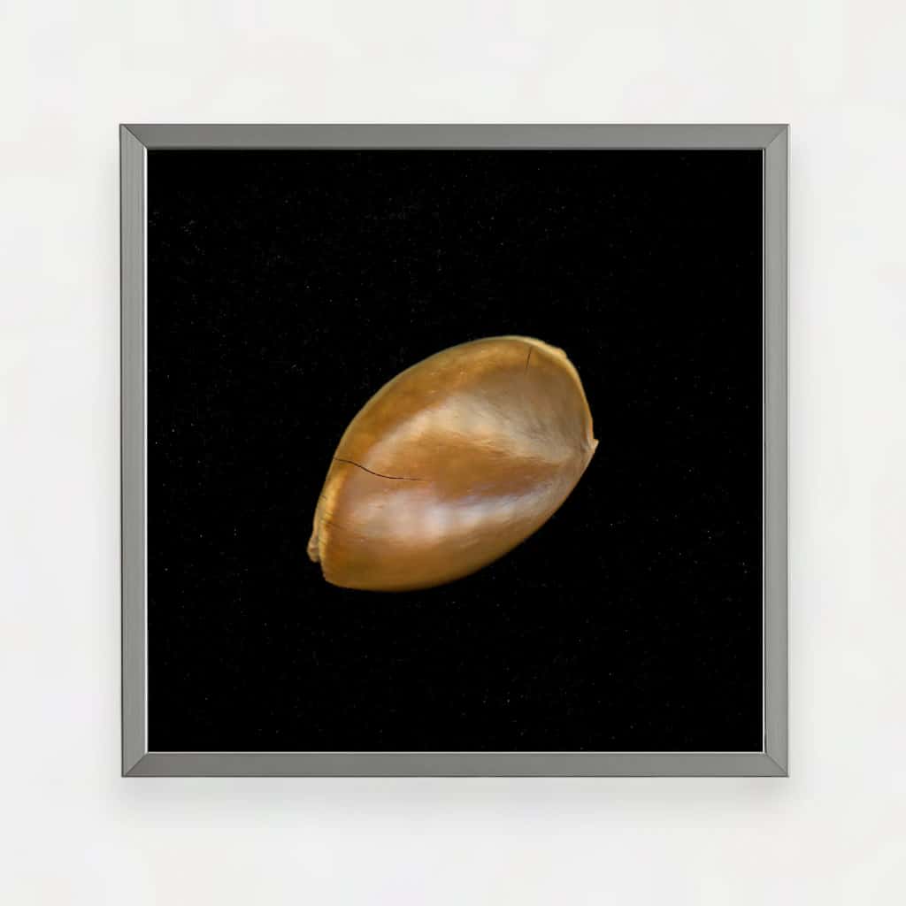 SAPOTE SEED