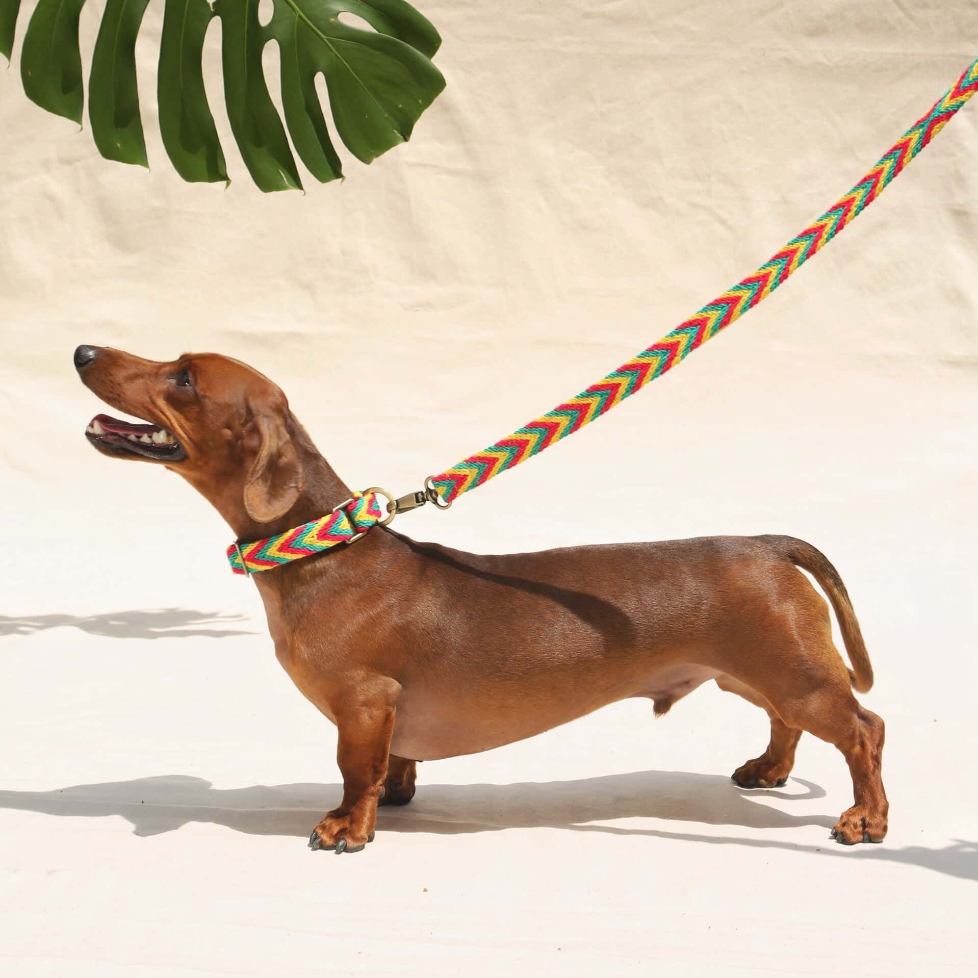 Amarillo Set - Collar & Leash