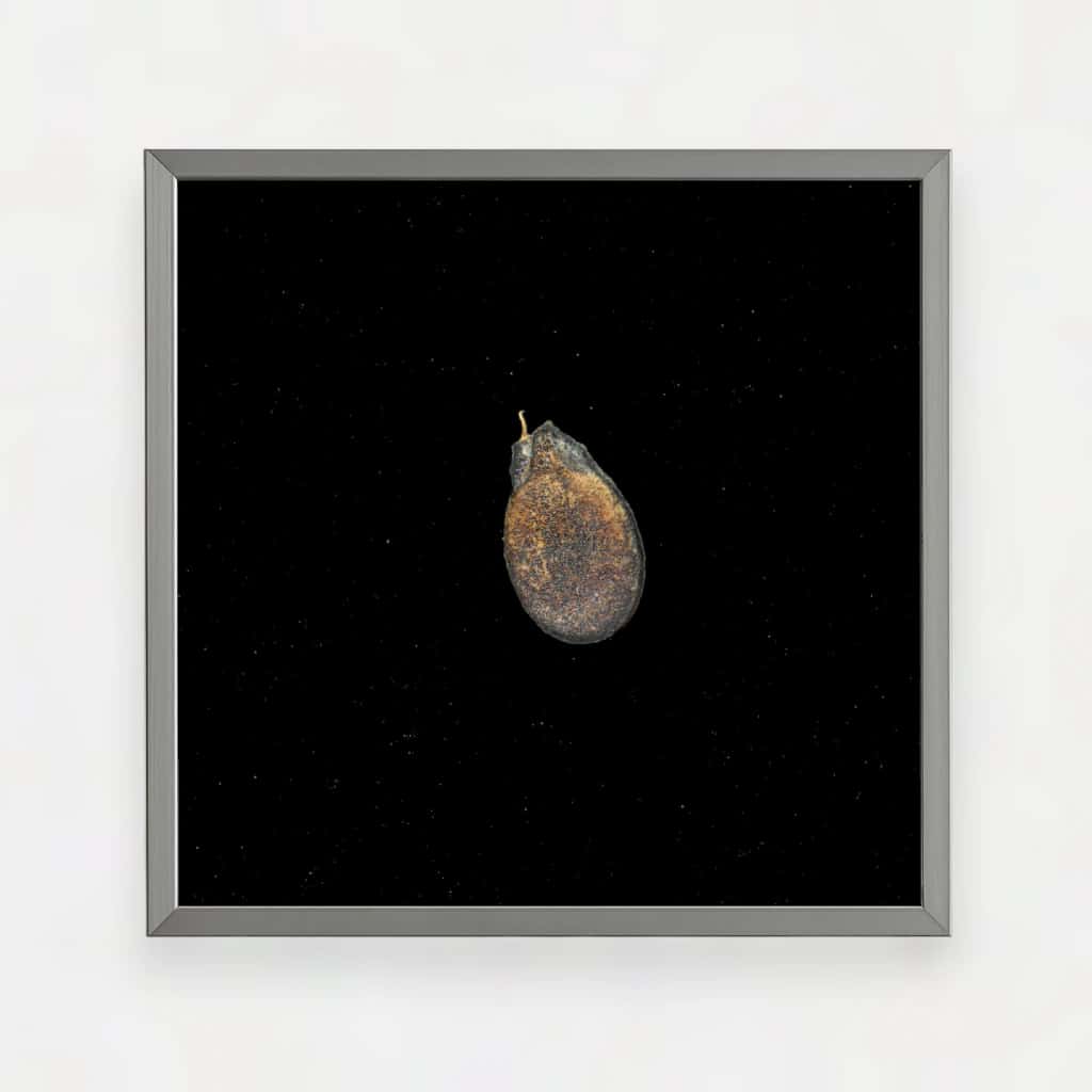CREOLE WATERMELON SEED
