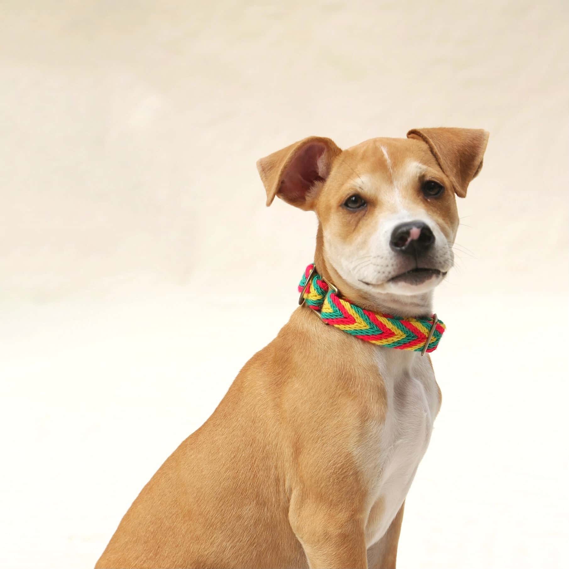 Amarillo Collar