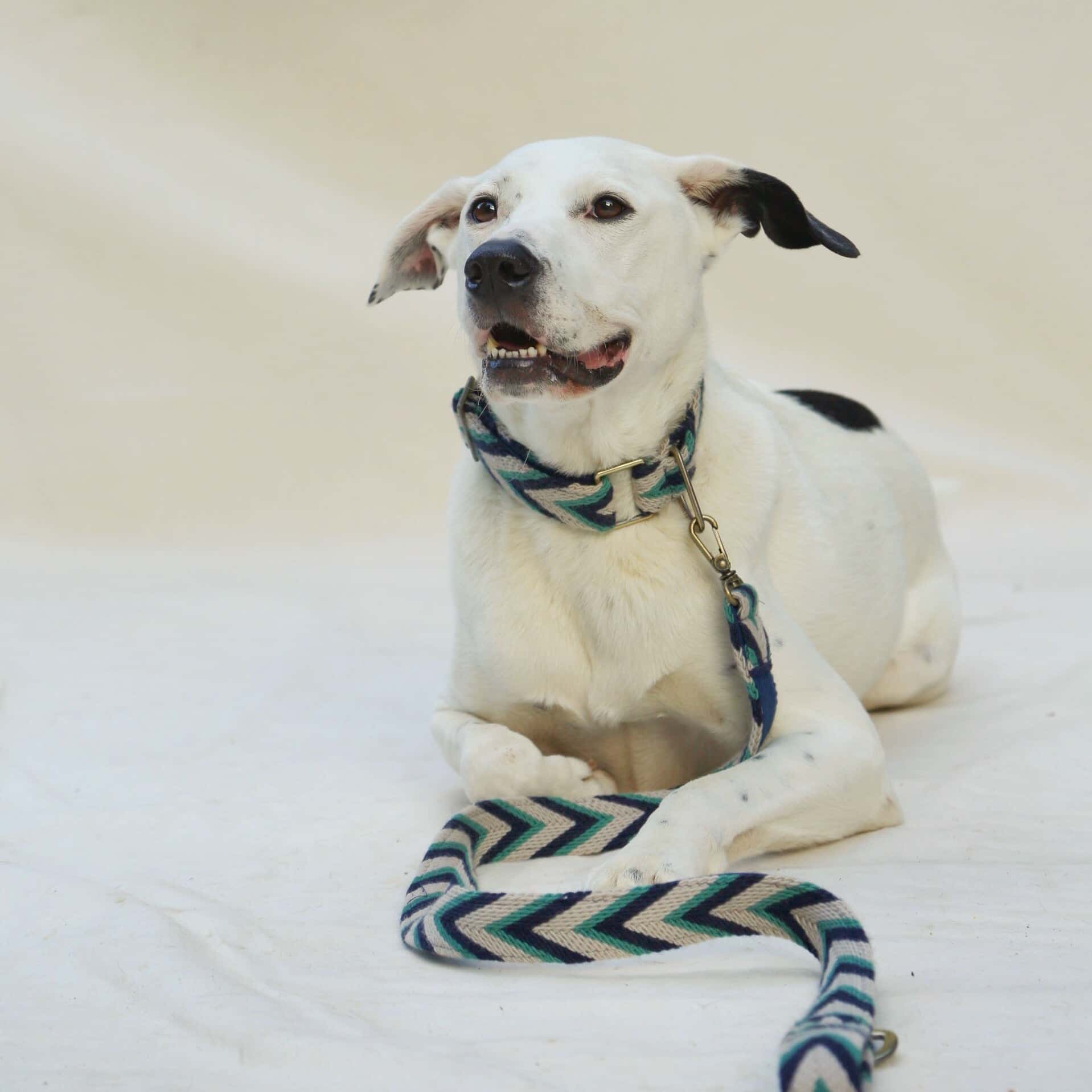 Marino Leash