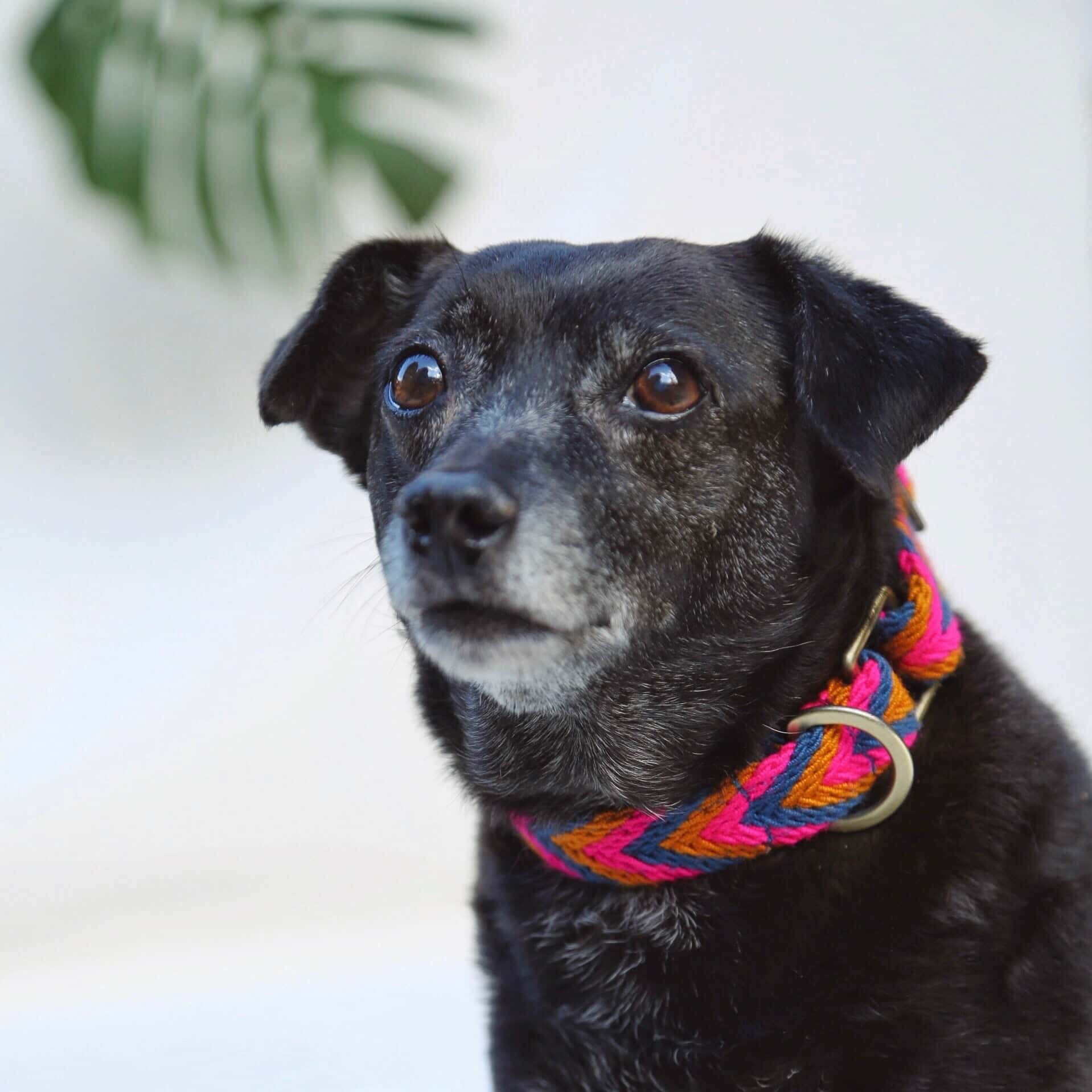 Azul Collar