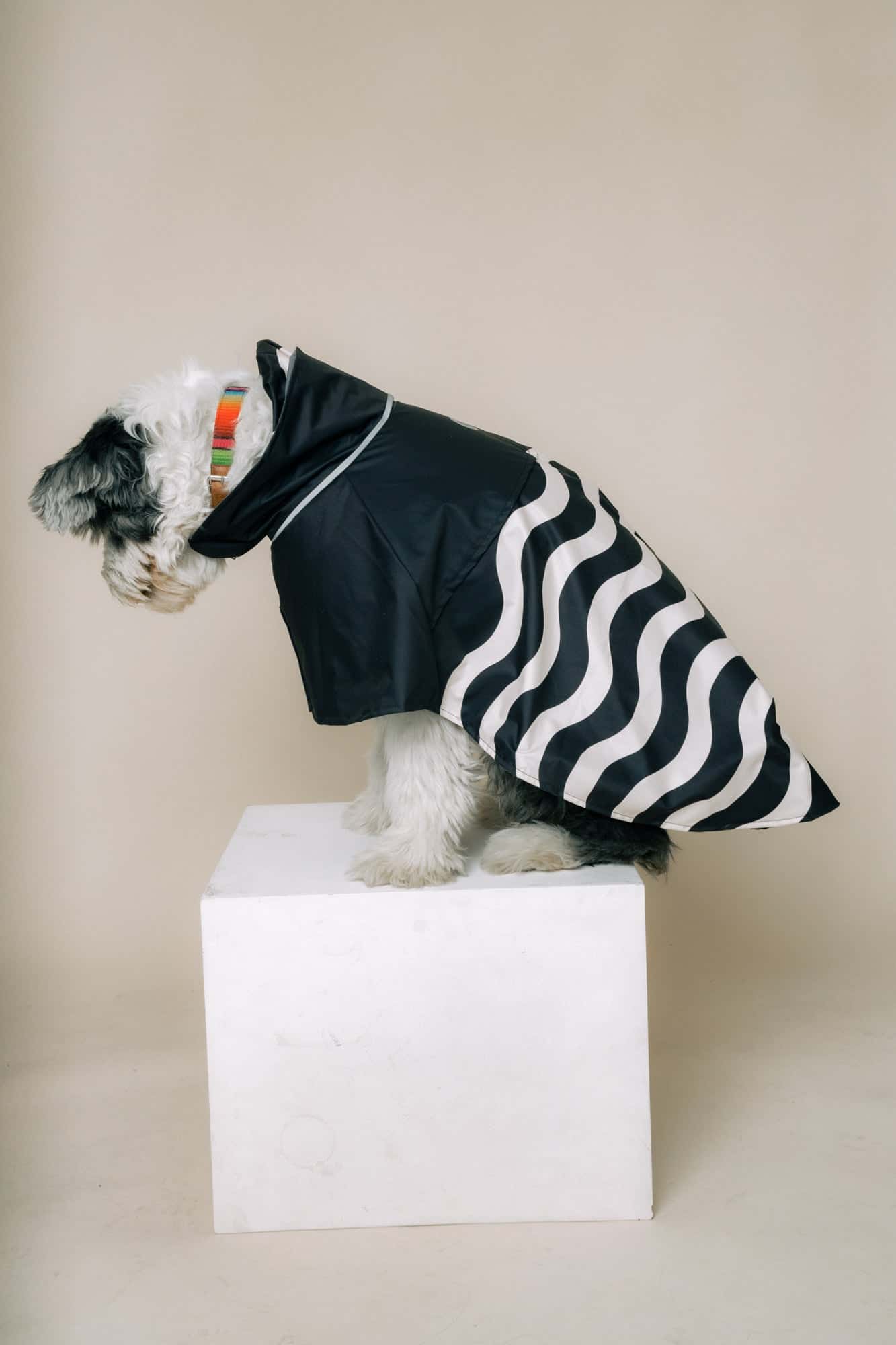 DOG´S RAINCOAT WAVES - miniatura 4