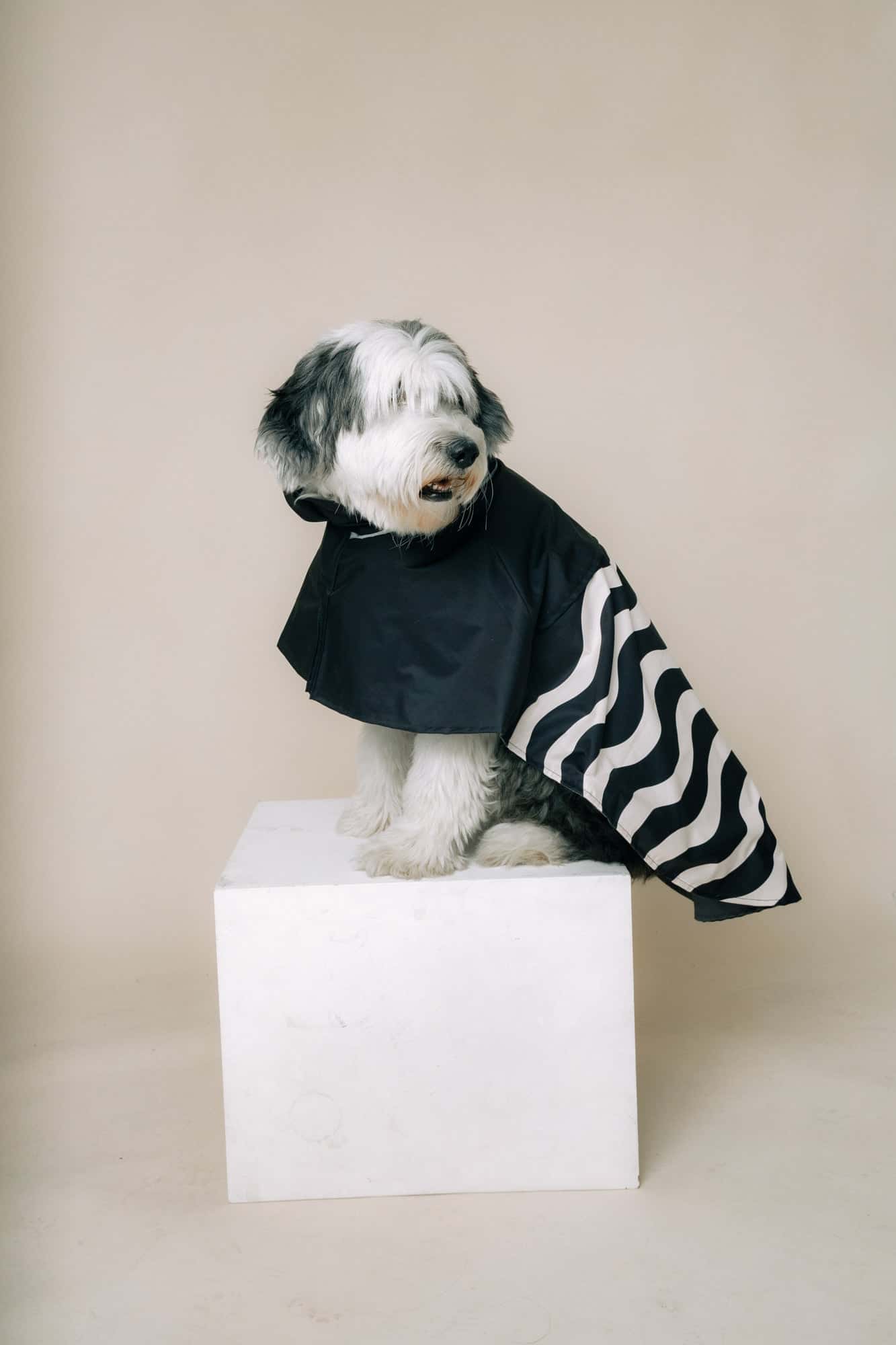 DOG´S RAINCOAT WAVES - miniatura 2