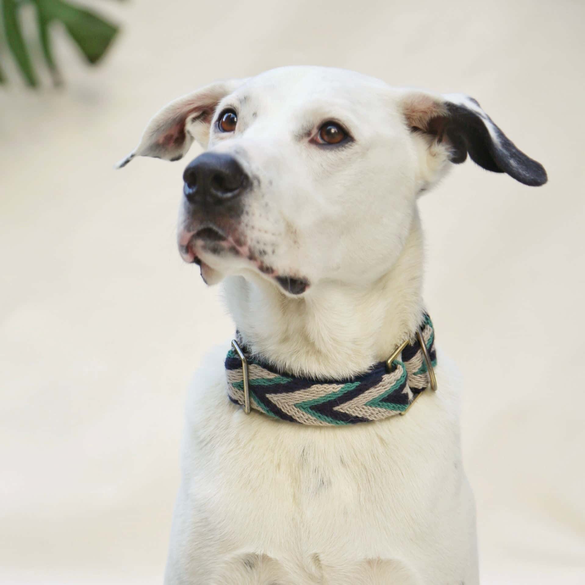 Marino Collar