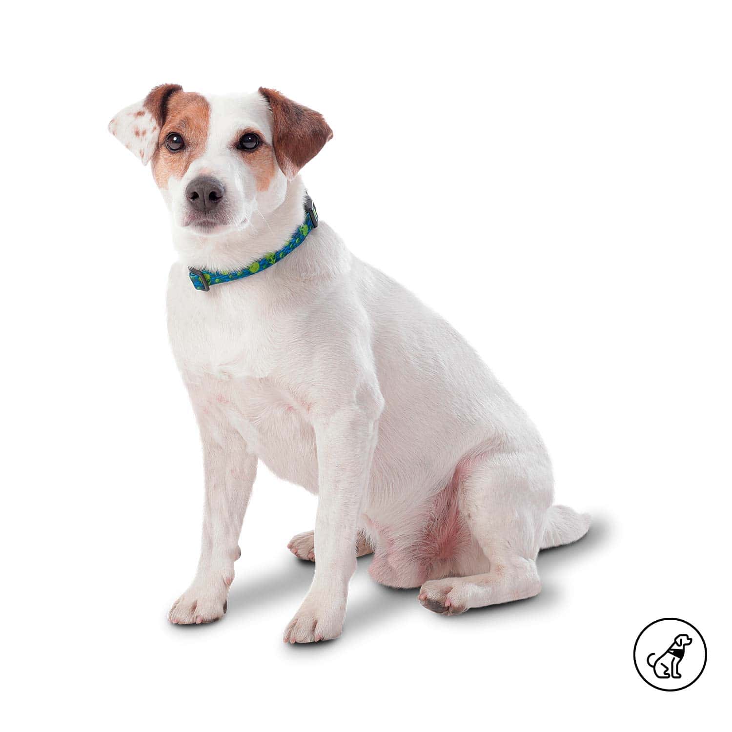 Collar ajustable para Perro Mylu Xl Azul