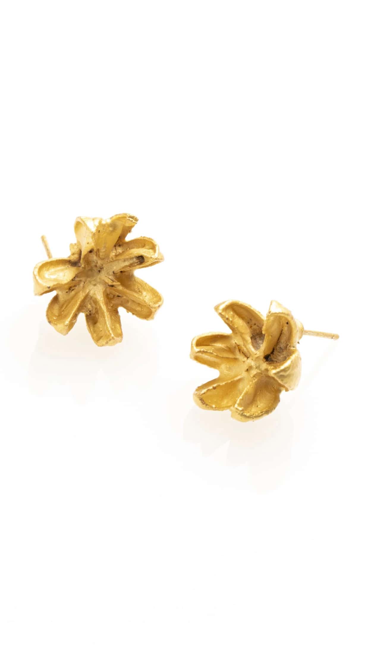 JUNIPER TREE SEEDS STUDS