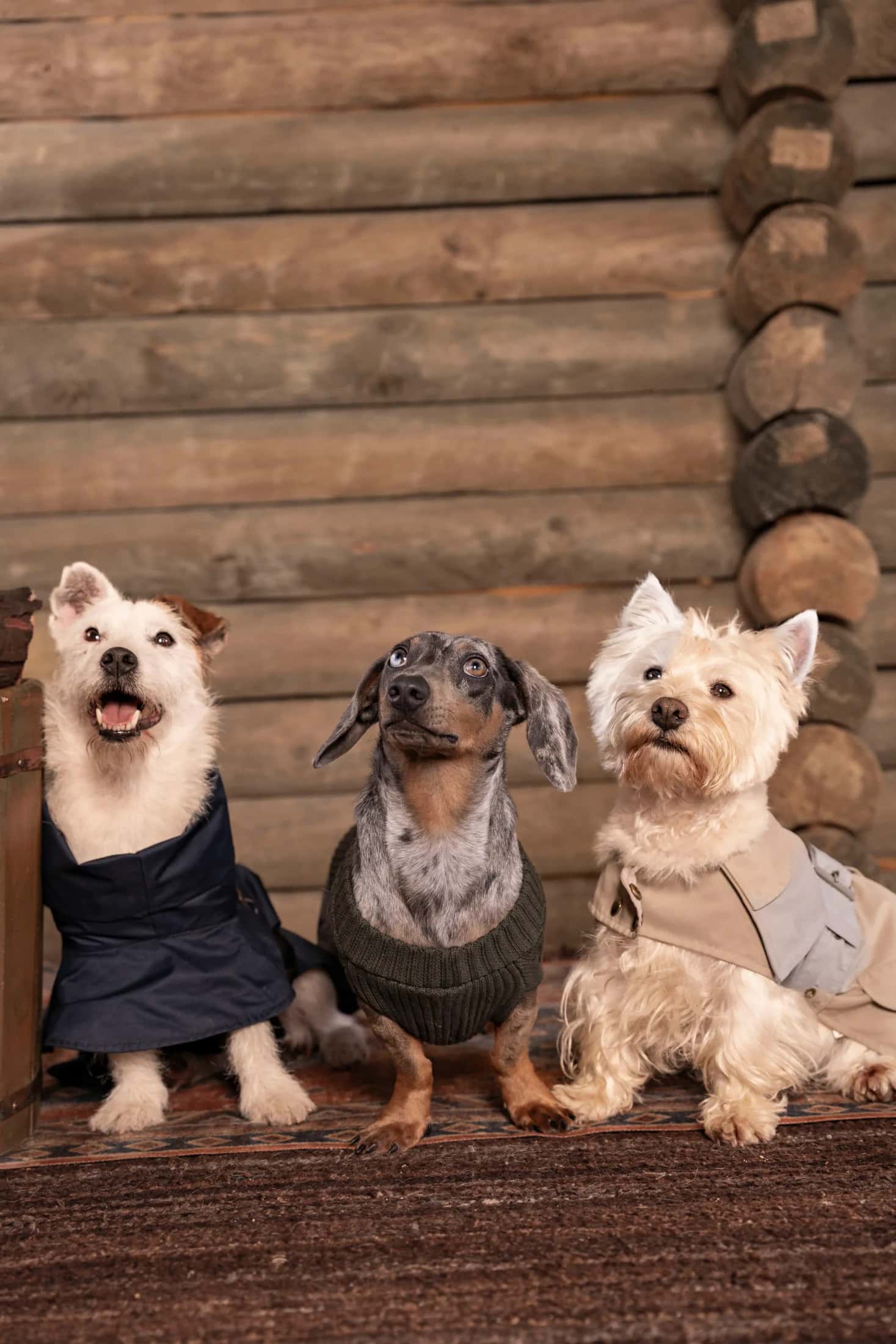 3-Pack Pet Essentials - miniatura 4