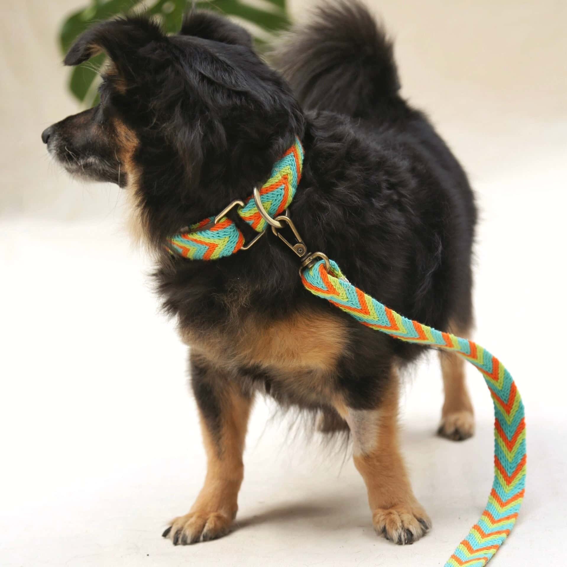 Claro Leash