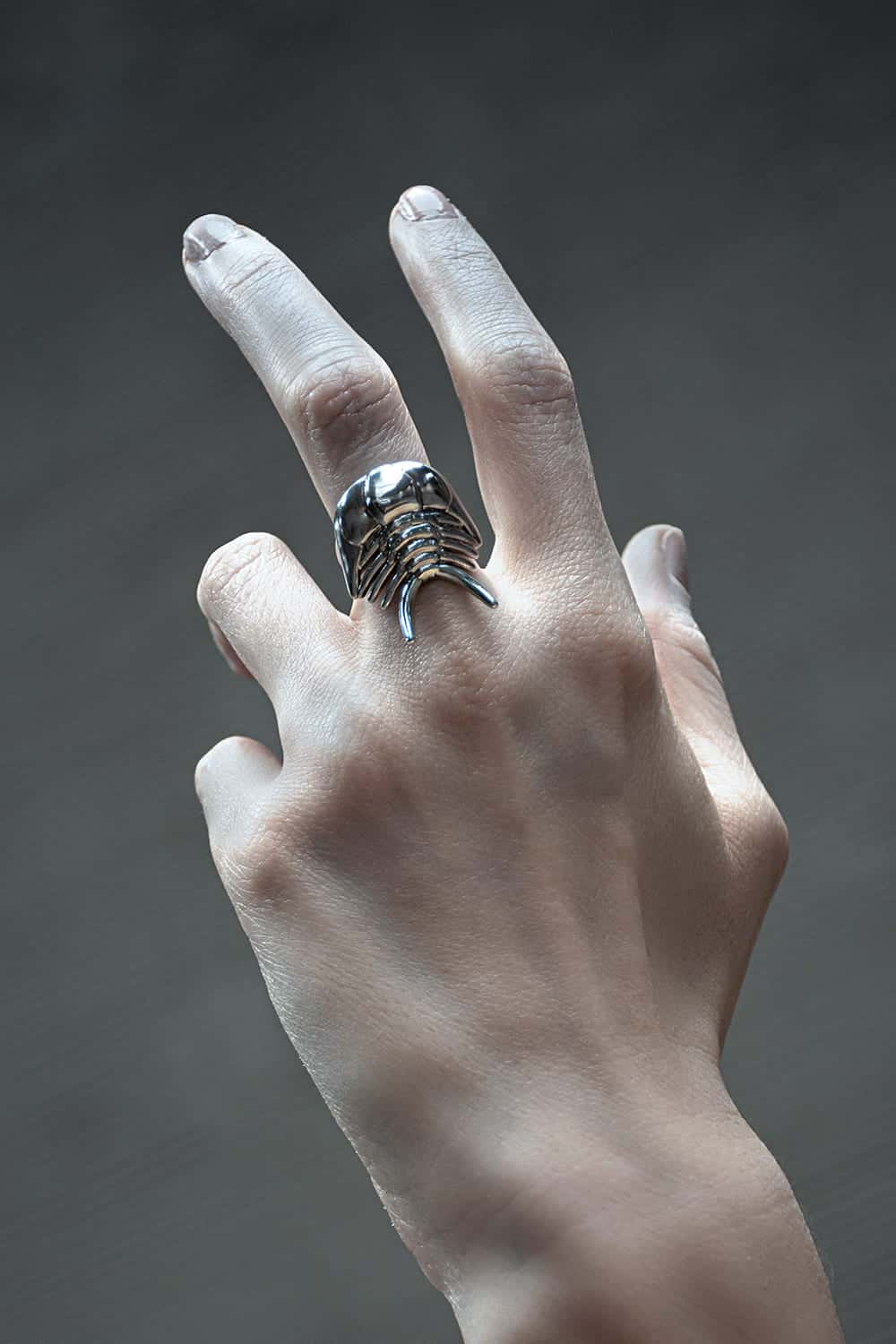 Anillo Ceraurus