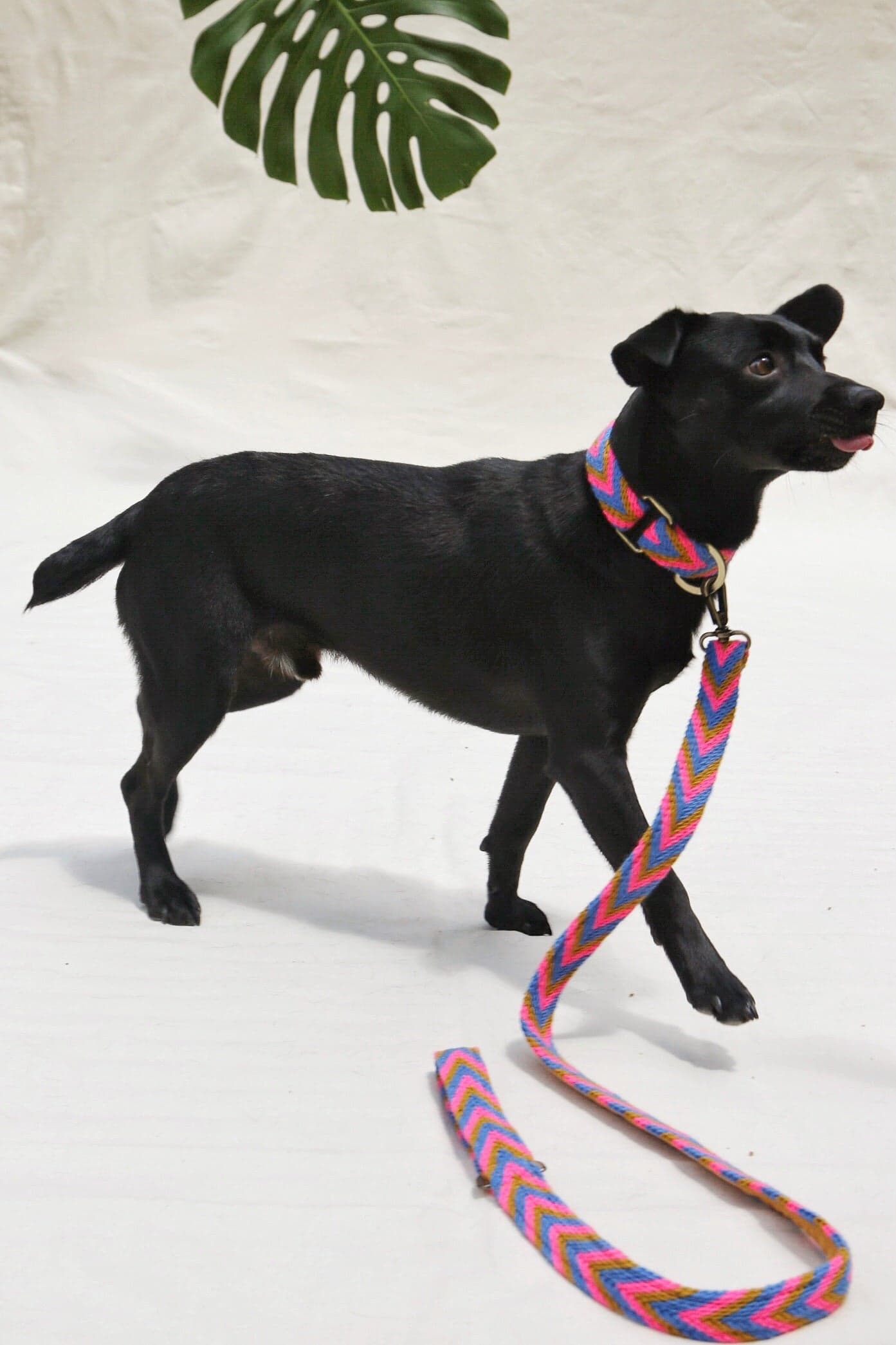 Mostaza Leash