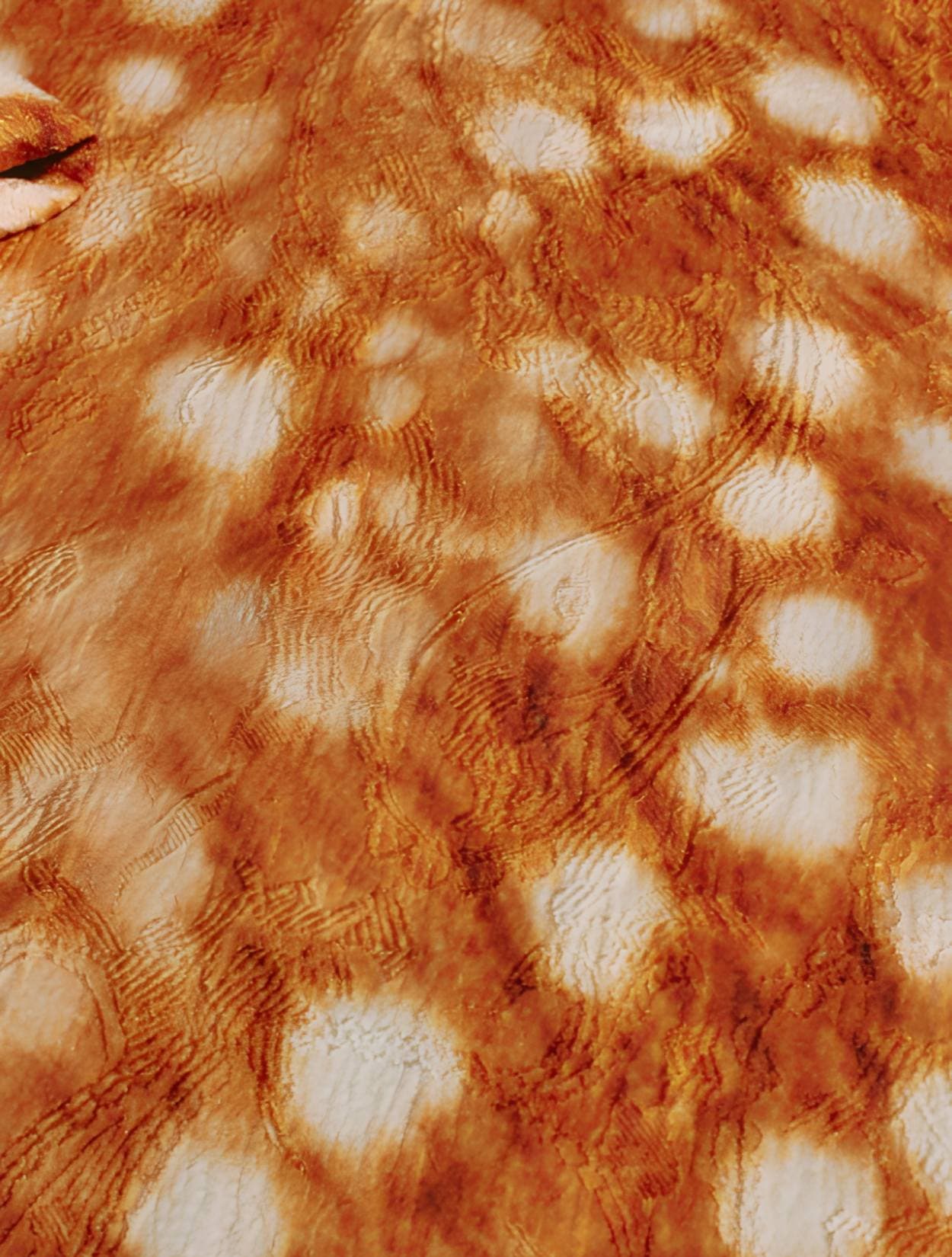 MANTEL MYCELIUM - imagen 2