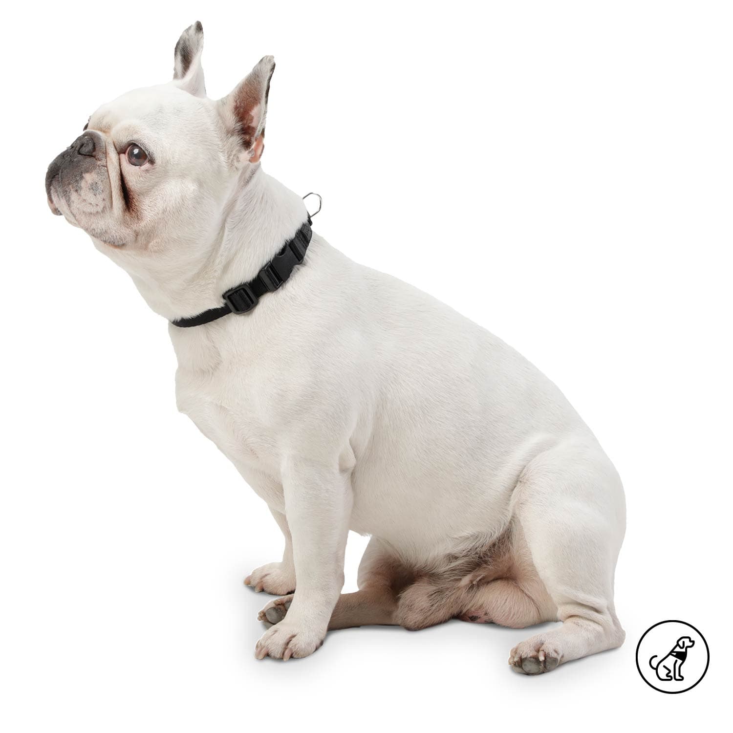 Collar ajustable para Perro Mylu Xl Negro