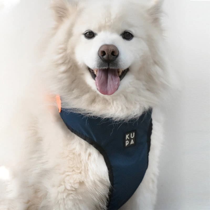 Pechera para mascotas Chía Reconciliación