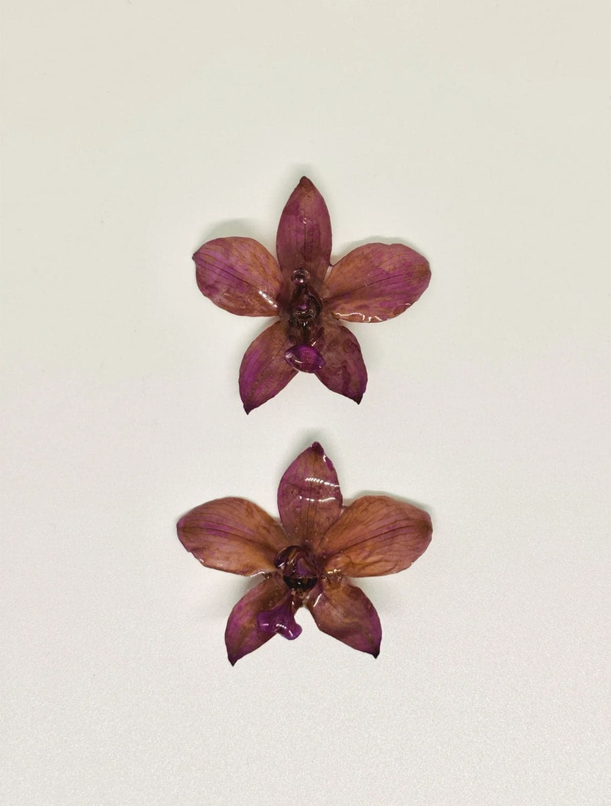 ARETES PETALIA - imagen 1