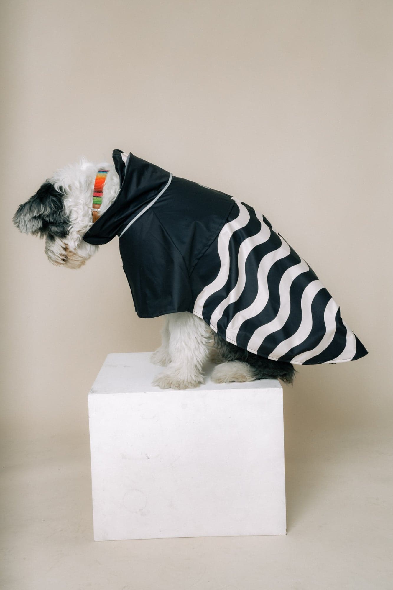 DOG´S RAINCOAT WAVES - imagen 4