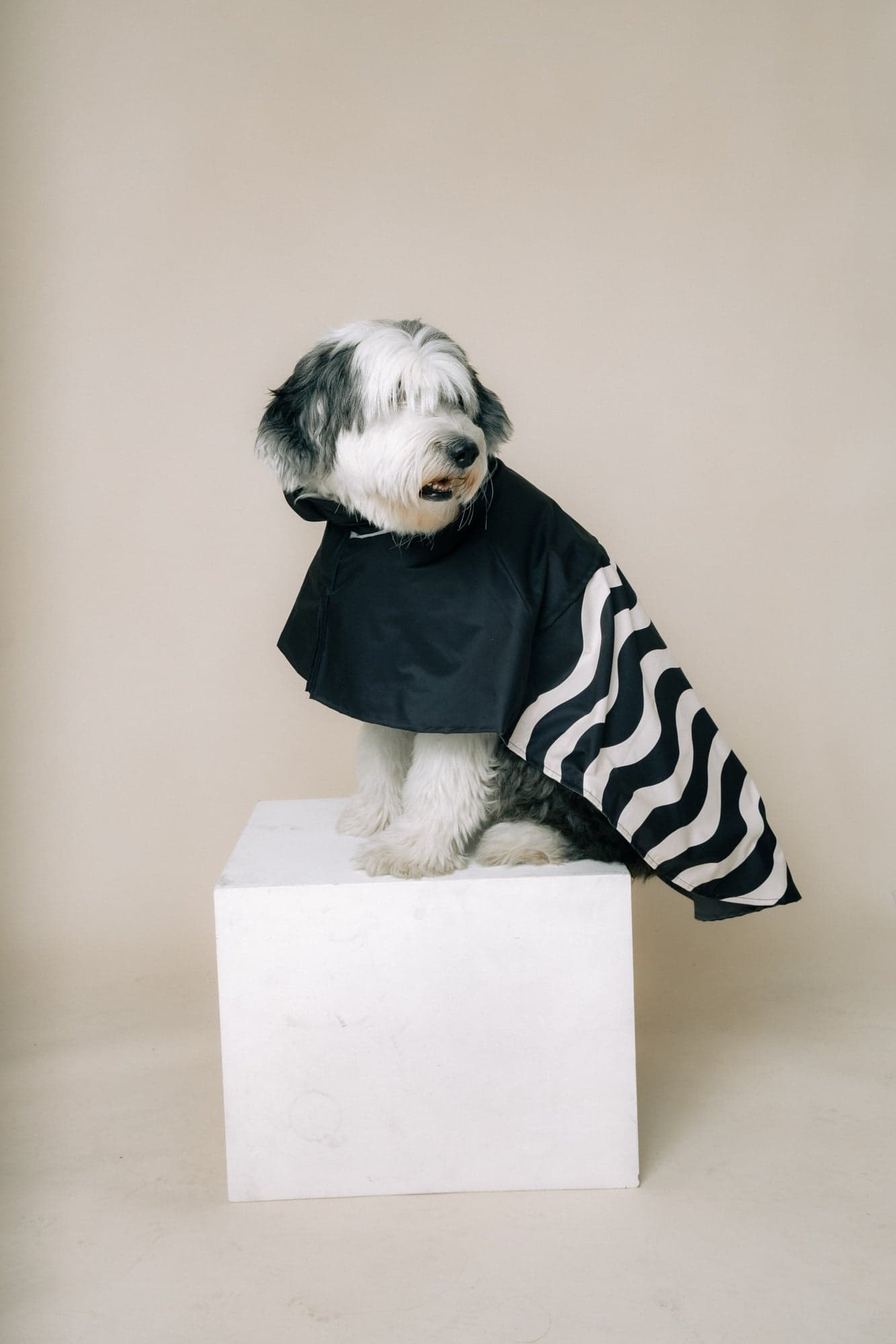 DOG´S RAINCOAT WAVES - imagen 2