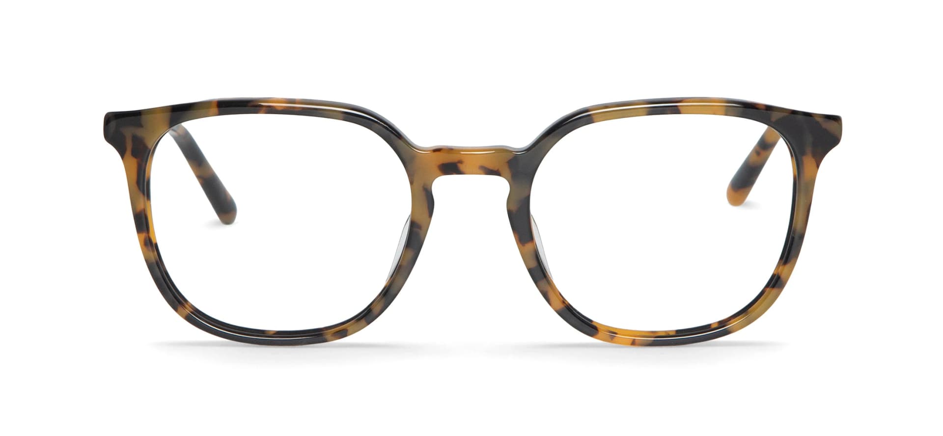 HC TORTOISE THEODORE - imagen 1