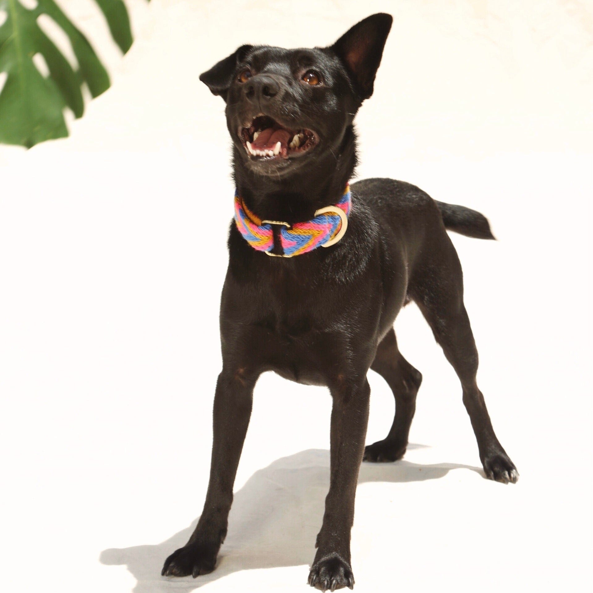 Mostaza Collar - imagen 2