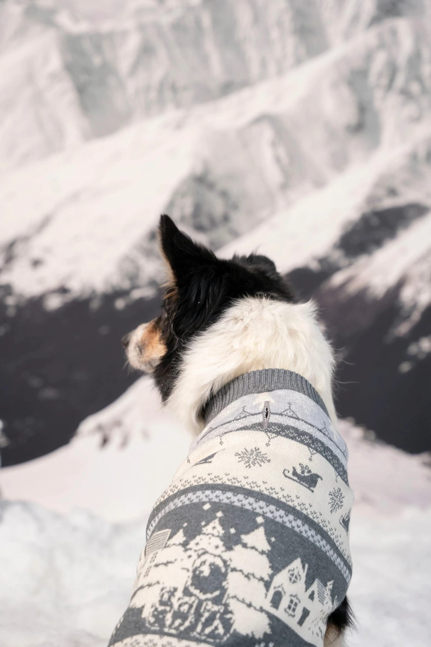 Not So Ugly Sweater Perros Gris - imagen 2