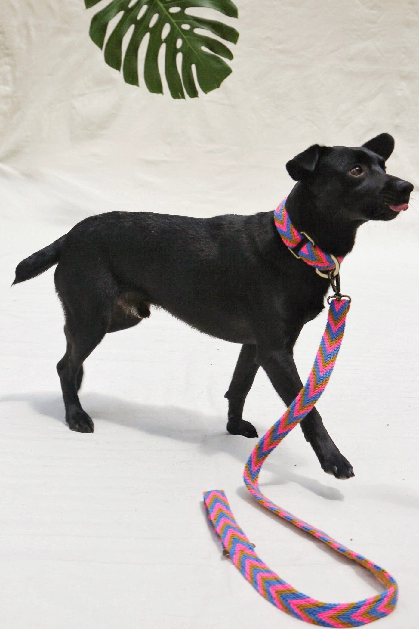 Mostaza Leash - imagen 1