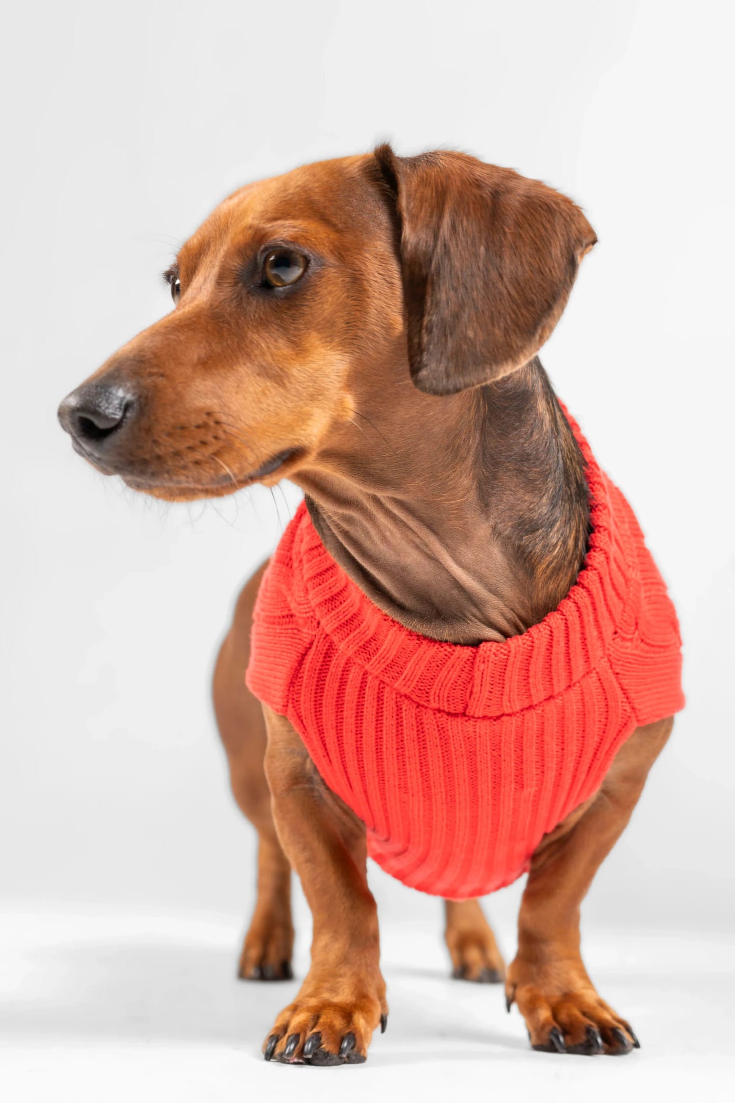 Suéter Perros Rojo - imagen 7