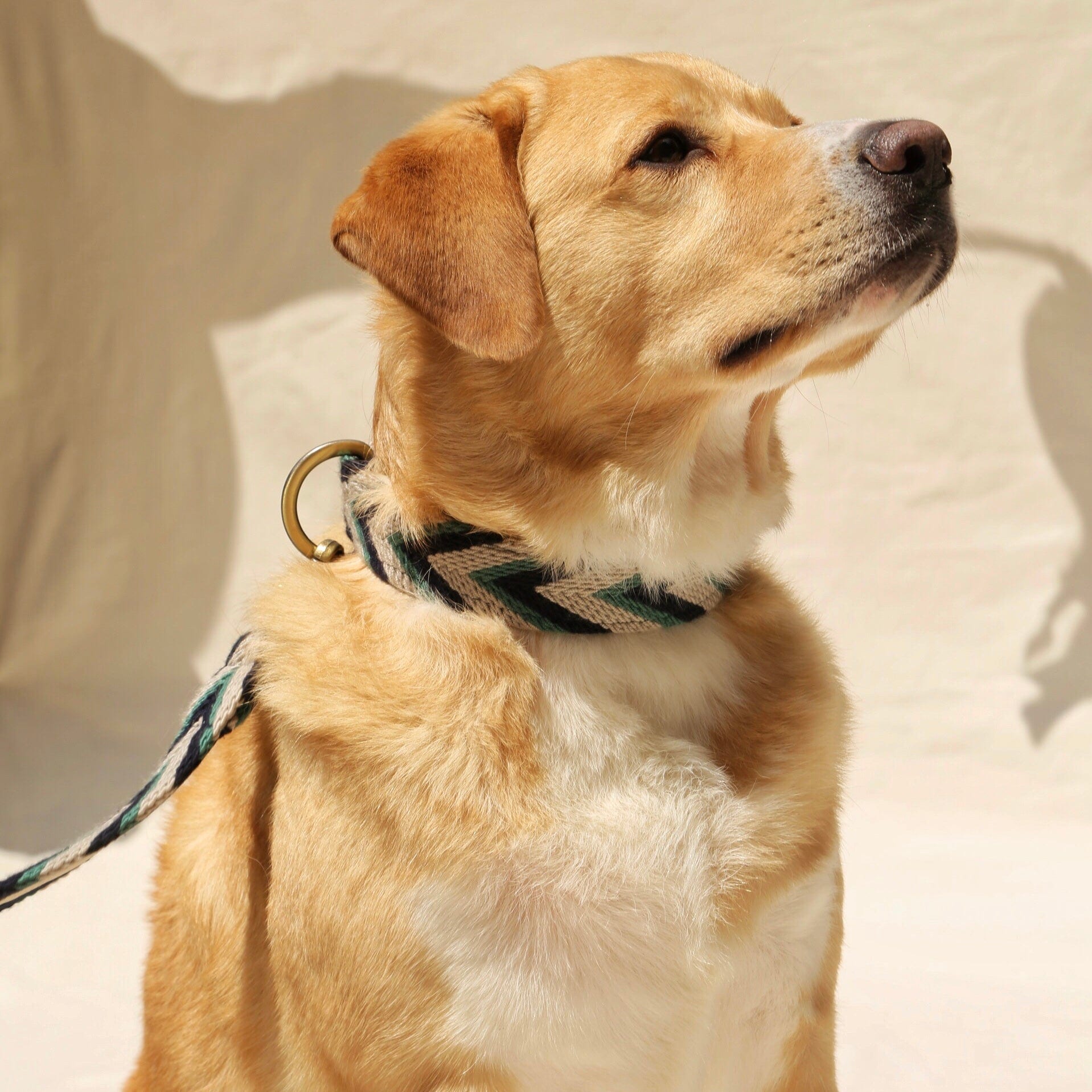 Marino Set - Collar & Leash - imagen 7